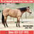 Annonce cheval