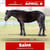 Annonce cheval