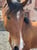 Annonce cheval