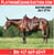 Horse ad