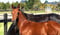 Horse ad