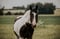 Horse ad