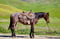 Anuncio de caballos