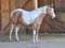 Anuncio de caballos