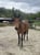 Annuncio cavallo