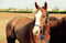 Horse ad