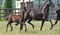 Horse ad
