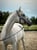 Annuncio cavallo