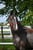 Horse ad