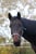 Horse ad