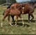 Horse ad