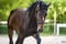 Annuncio cavallo