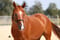 Annuncio cavallo