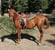 Horse ad