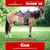 Annuncio cavallo