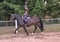 Annuncio cavallo