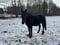 Horse ad