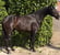 Annuncio cavallo
