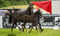 Paardadvertentie