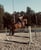 Horse ad