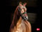 Annuncio cavallo