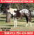 Anuncio de caballos