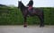 Annuncio cavallo