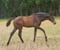Horse ad