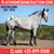 Horse ad