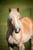 Horse ad