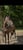 Annuncio cavallo