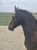 Horse ad
