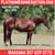 Horse ad