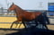 Anuncio de caballos