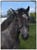 Annuncio cavallo