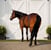 Annuncio cavallo