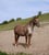 Horse ad