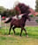 Horse ad