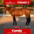 Anuncio de caballos