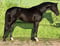 Annuncio cavallo