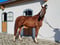 Paardadvertentie