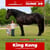 Annuncio cavallo