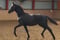 Horse ad