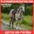 Horse ad