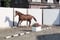 Anuncio de caballos
