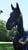 Horse ad