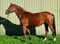 Horse ad