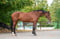 Annuncio cavallo