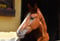 Horse ad