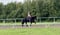 Annuncio cavallo